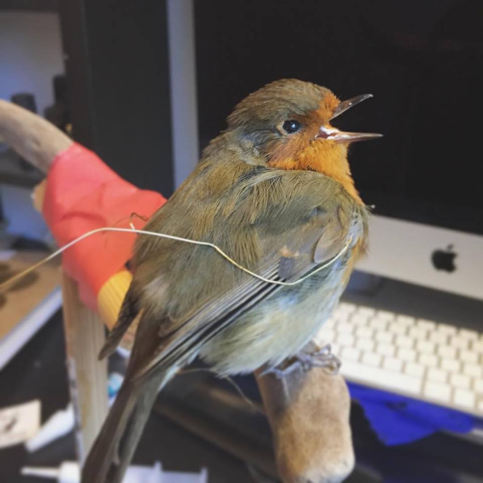 Taxidermy Bird Robin Work In Progress