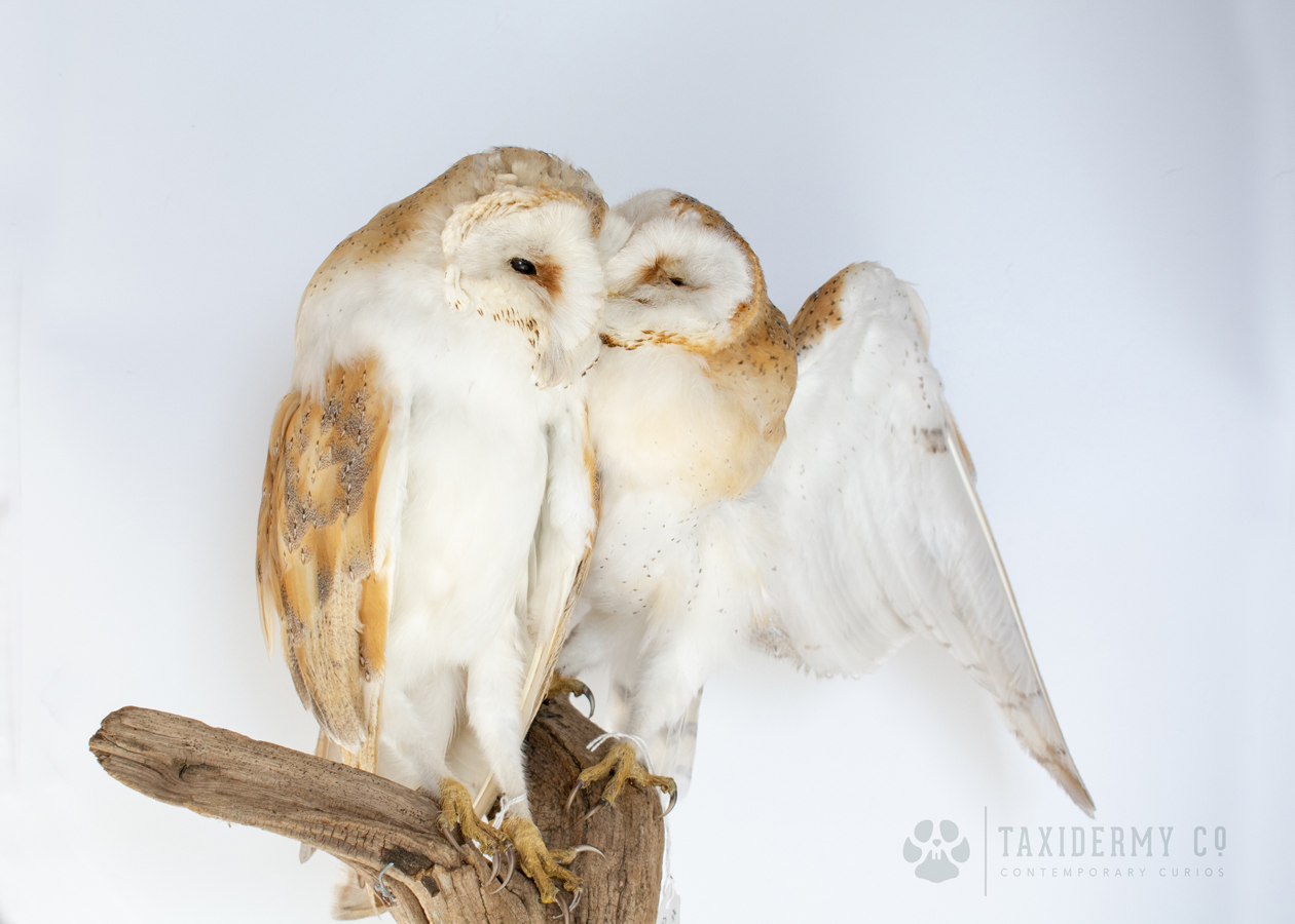 barn owl taxidermy for sale