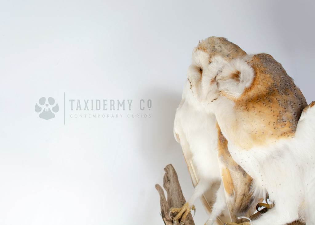 barn owl taxidermy for sale