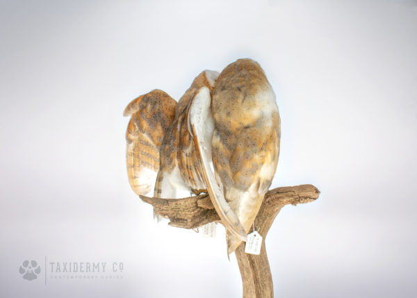 Taxidermy Barn Owls For Sale