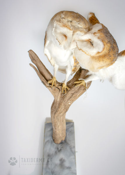 Taxidermy Barn Owls Modern