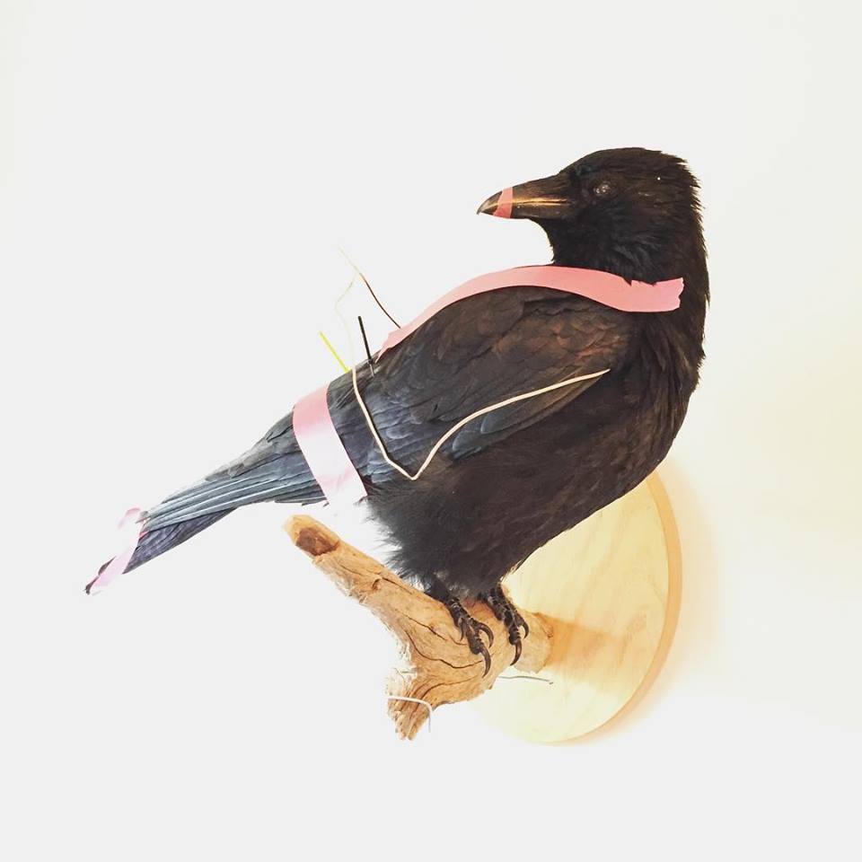Taxidermy Carrion Crow