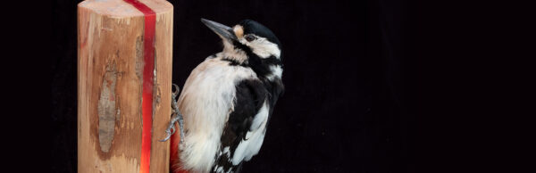 Ethical Taxidermy Woodpecker