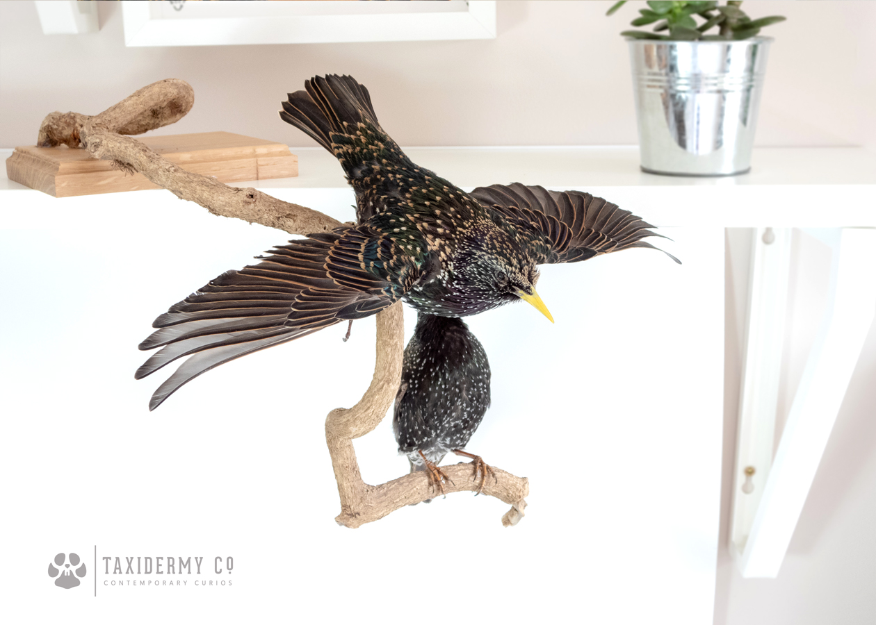 Taxidermy Starlings Bird For Sale