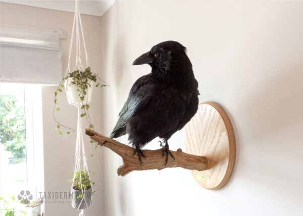 Taxidermy Crow For Sale