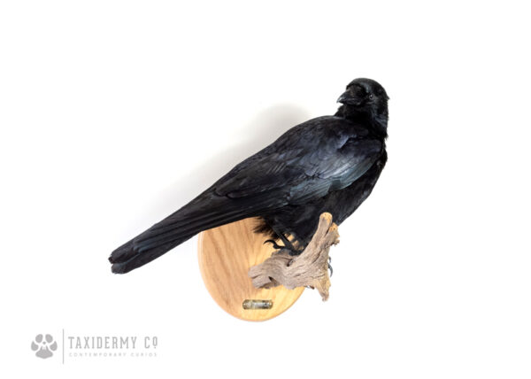 Modern Taxidermy Crow Mount For Sale