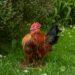 Taxidermy of Pet Serama Chicken