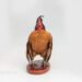 Taxidermy Serama Chicken Commission