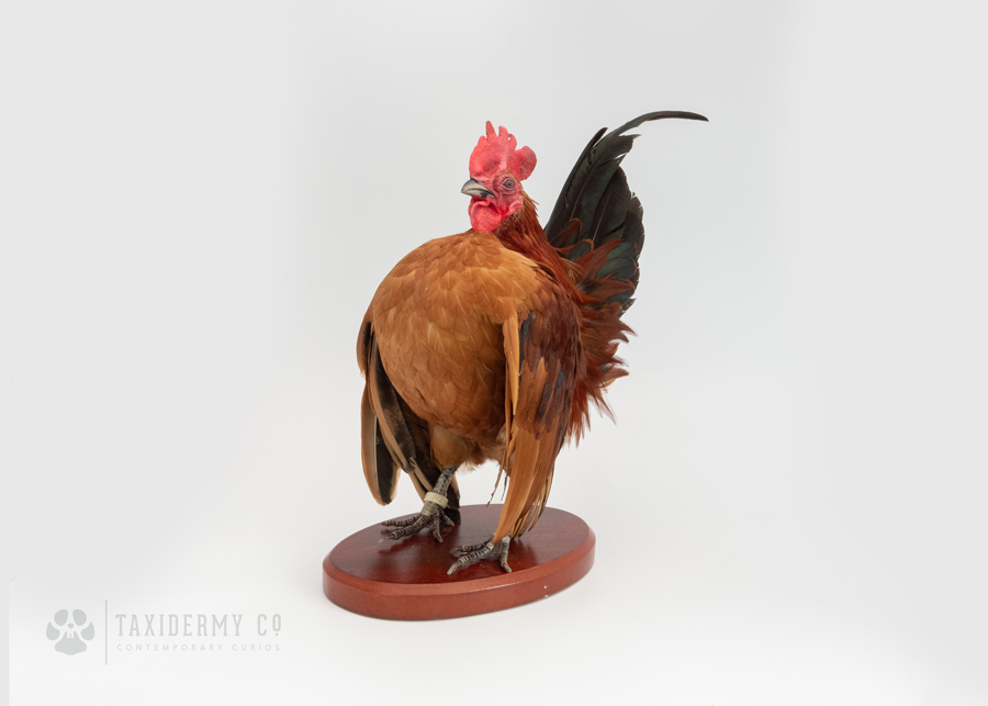 Image of Taxidermy Serama Chicken