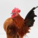 Taxidermy Serama Chicken Commission
