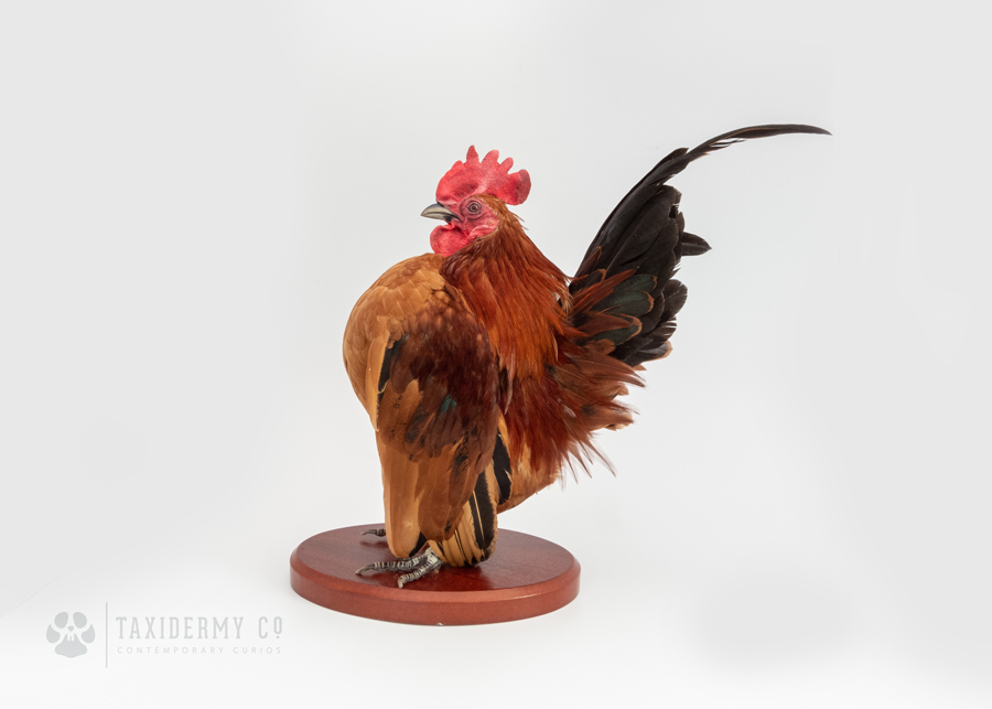 Pet Taxidermy Serama Chicken Commission