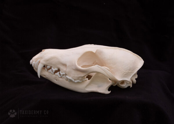 Red Fox Skull Side View