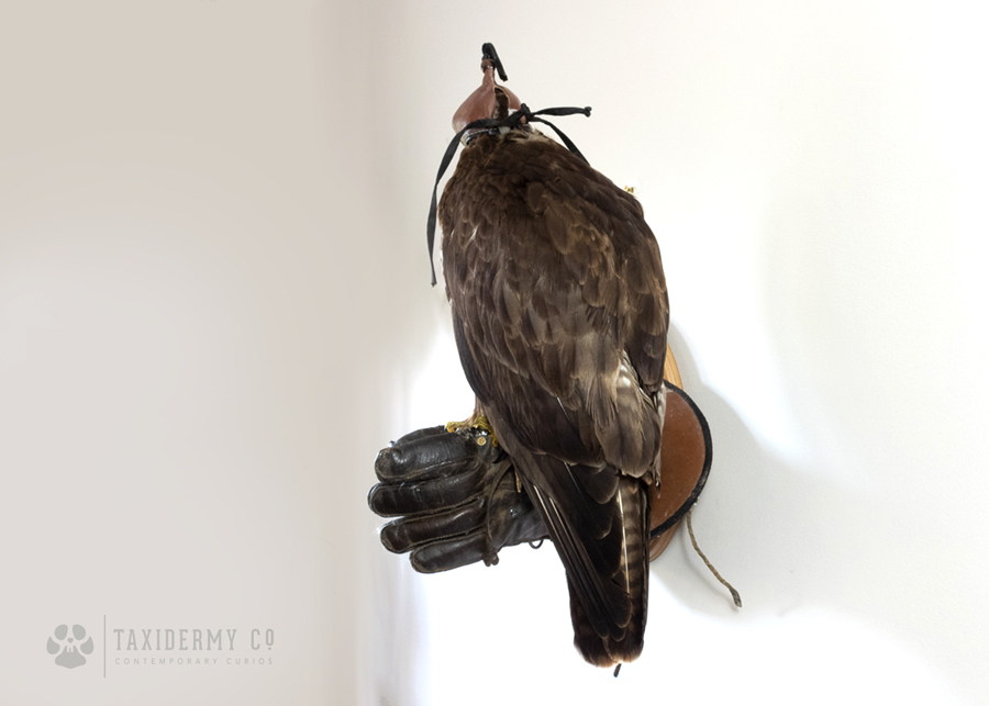 Taxidermy Buzzard on Falconry Glove (Buteo buteo) for sale