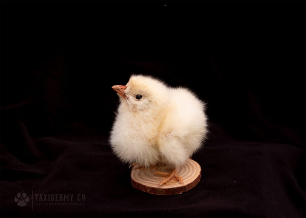 Taxidermy Chick For Sale