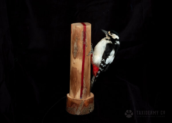 Great Spotted Woodpecker Taxidermy on Handmade Wood and Resin LED lamp