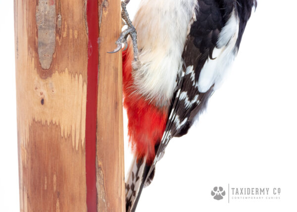 Great Spotted Woodpecker Taxidermy on Handmade Wood and Resin LED lamp