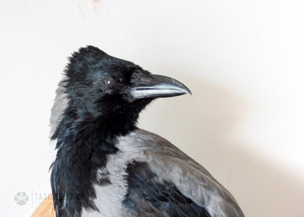 Taxidermy Wall Mounted Hooded Crow