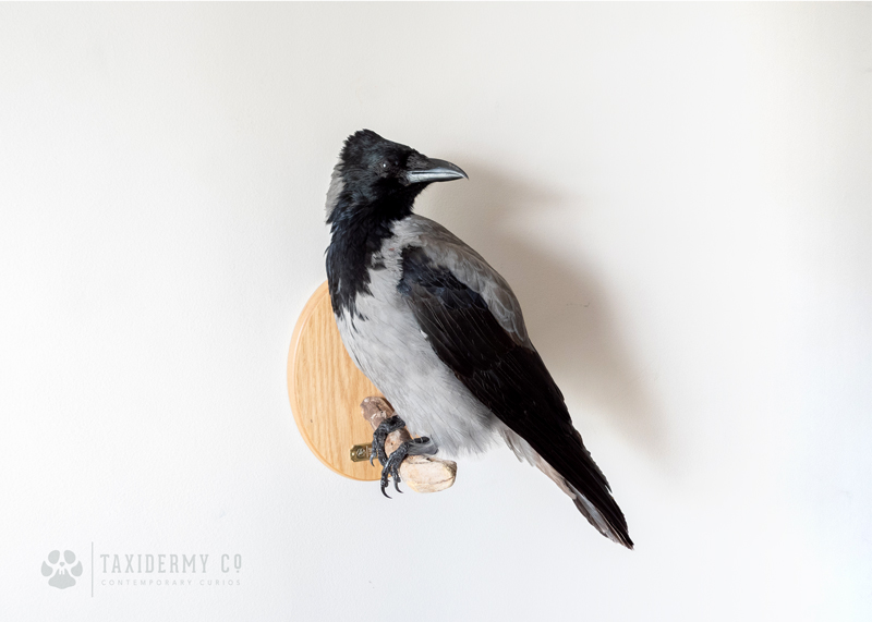 Taxidermy Wall Mounted Hooded Crow For Sale