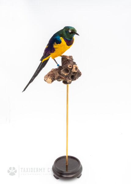 Taxidermy Golden Breasted Starling