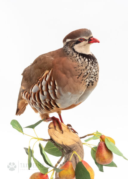 Ethical Taxidermy Partridge