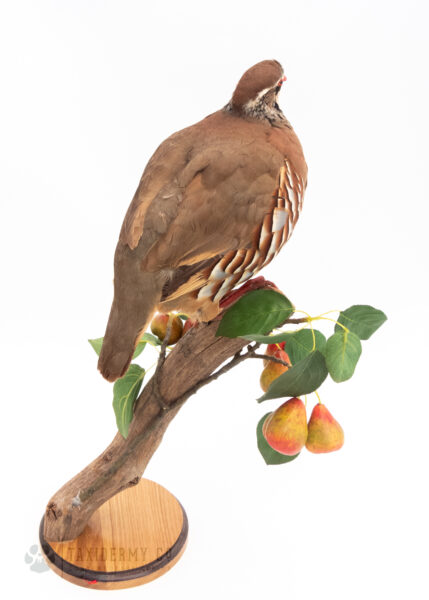 Partridge in a pear tree taxidermy