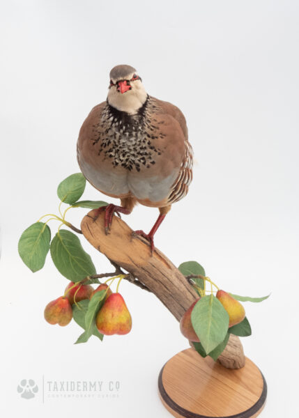 Partridge in a pear tree taxidermy