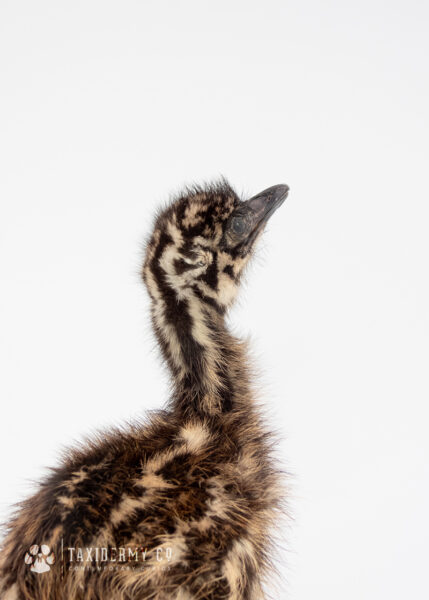 Taxidermy Emu Chick For Sale