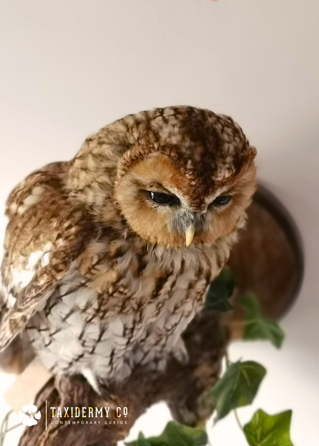 tawny owl taxidermy