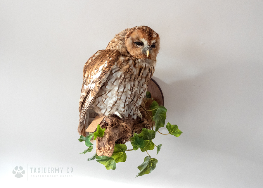 tawny owl taxidermy