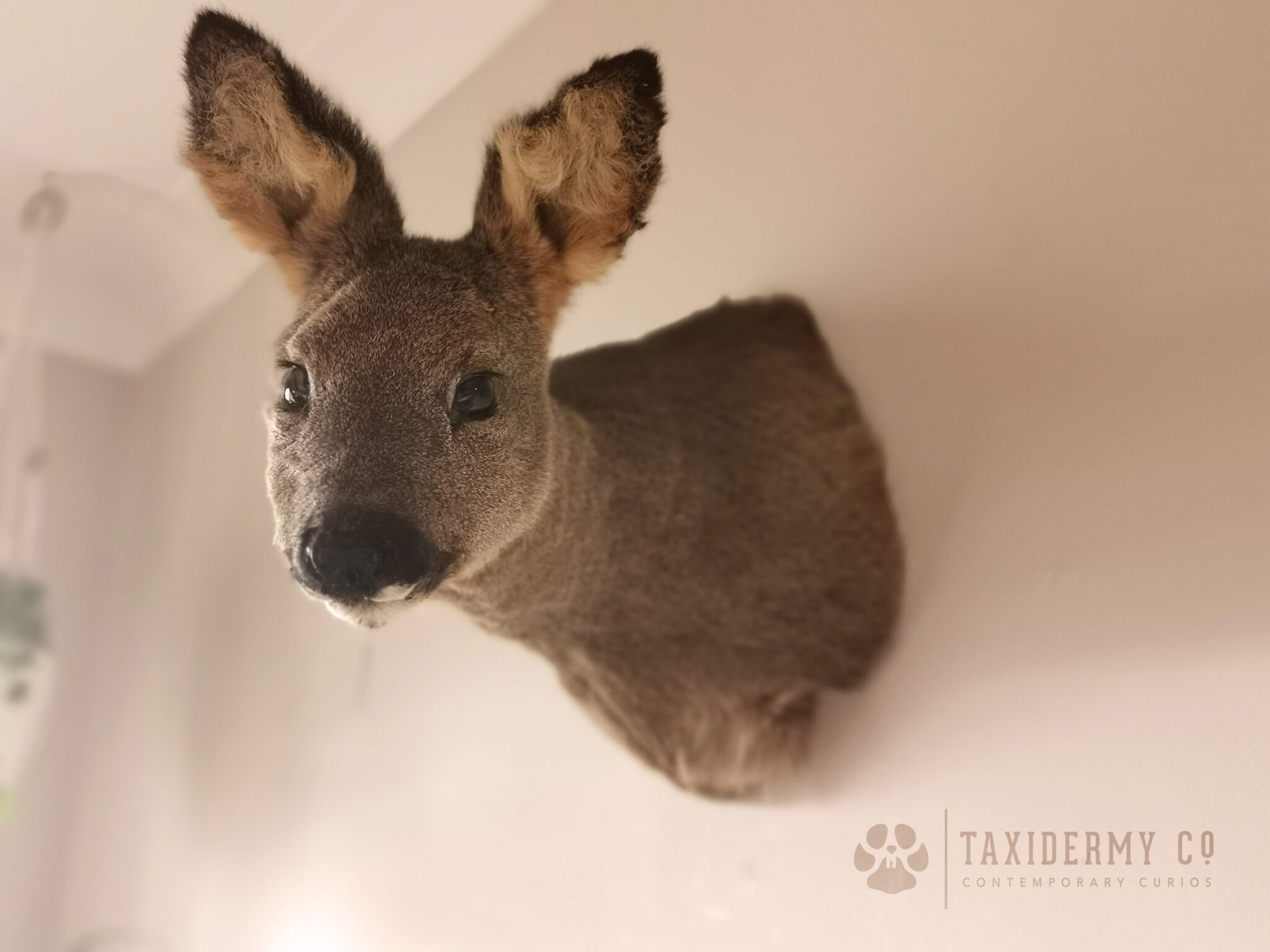 Taxidermy Roe Doe Shoulder Mount