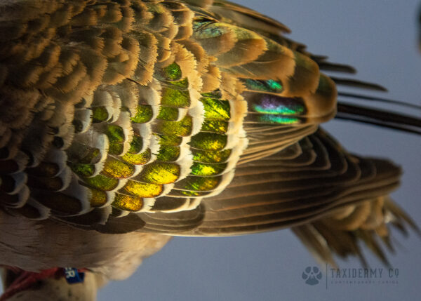 Taxidermy Common Bronzewing (Phaps chalcoptera)