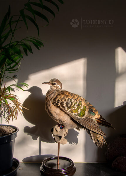 Taxidermy Common Bronzewing (Phaps chalcoptera) For Sale