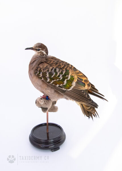 Taxidermy Common Bronzewing (Phaps chalcoptera)