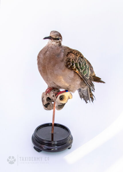 Taxidermy Common Bronzewing (Phaps chalcoptera)