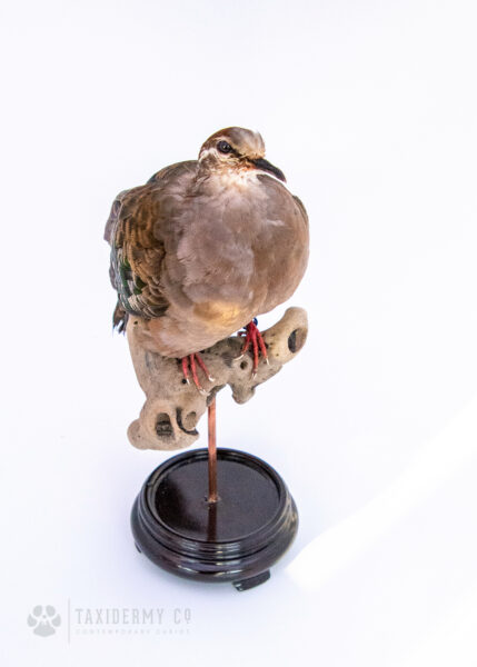 Taxidermy Common Bronzewing (Phaps chalcoptera)