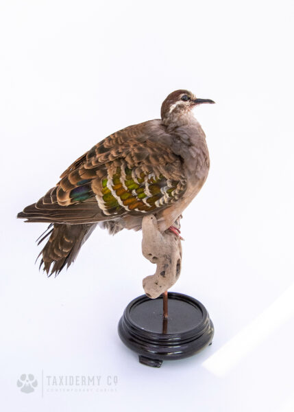 Rare Taxidermy Common Bronzewing (Phaps chalcoptera)