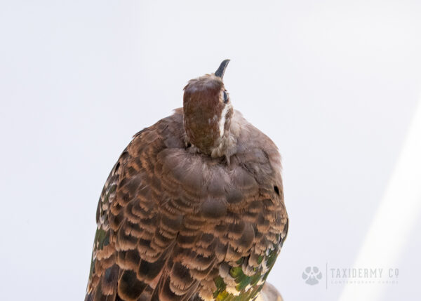 Defected Area of a Taxidermy Common Bronzewing (Phaps chalcoptera)