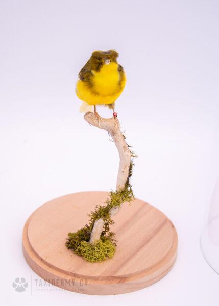 Gloster Canary Taxidermy
