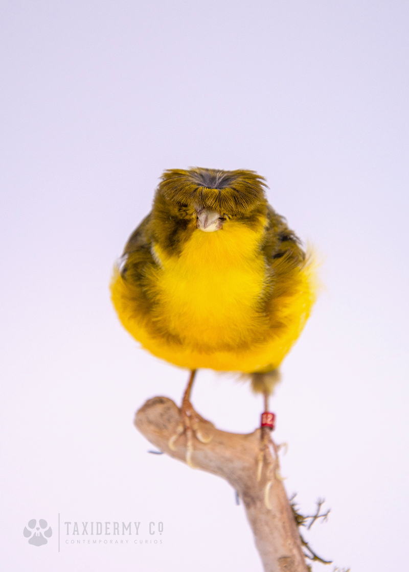 Gloster Canary Taxidermy