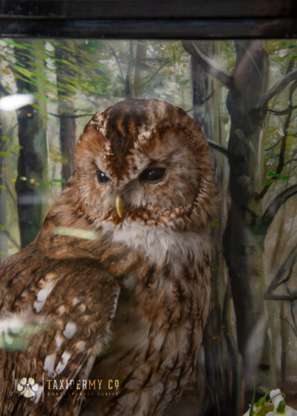 Taxidermy Tawny Owl Commission