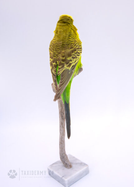 Taxidermy Yellow And Green Budgie For Sale