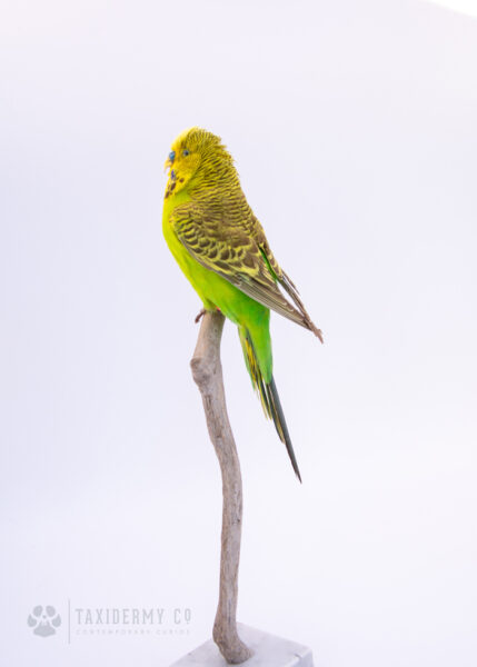 Taxidermy Yellow And Green Budgie For Sale