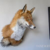 Ethical Taxidermy Fox Head