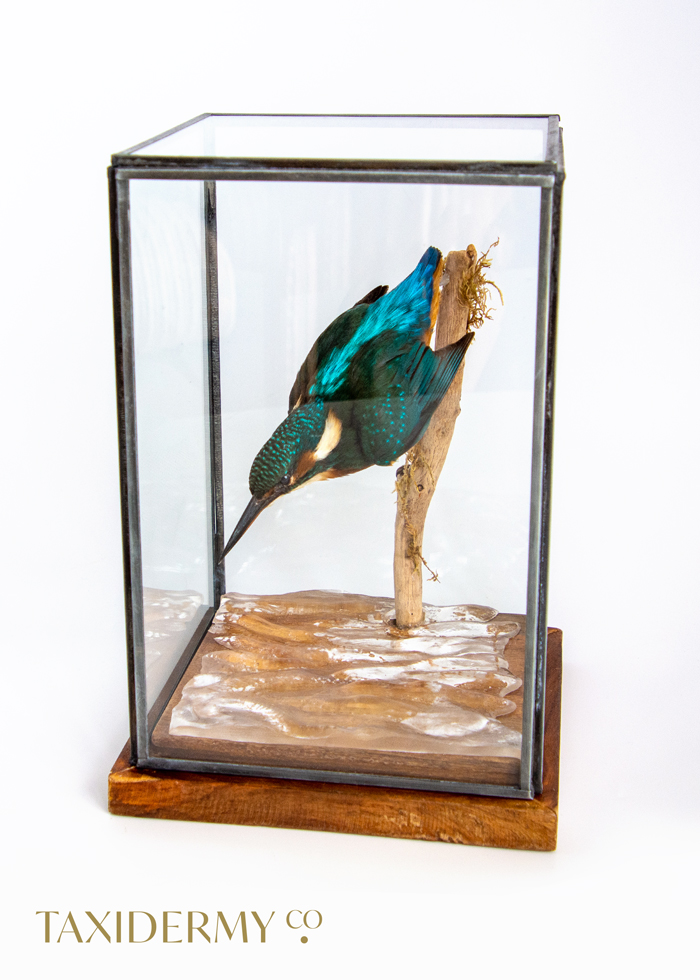 Taxidermy Glass Dome