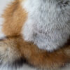 Taxidermy Red Fox Shoulder Mount For Sale