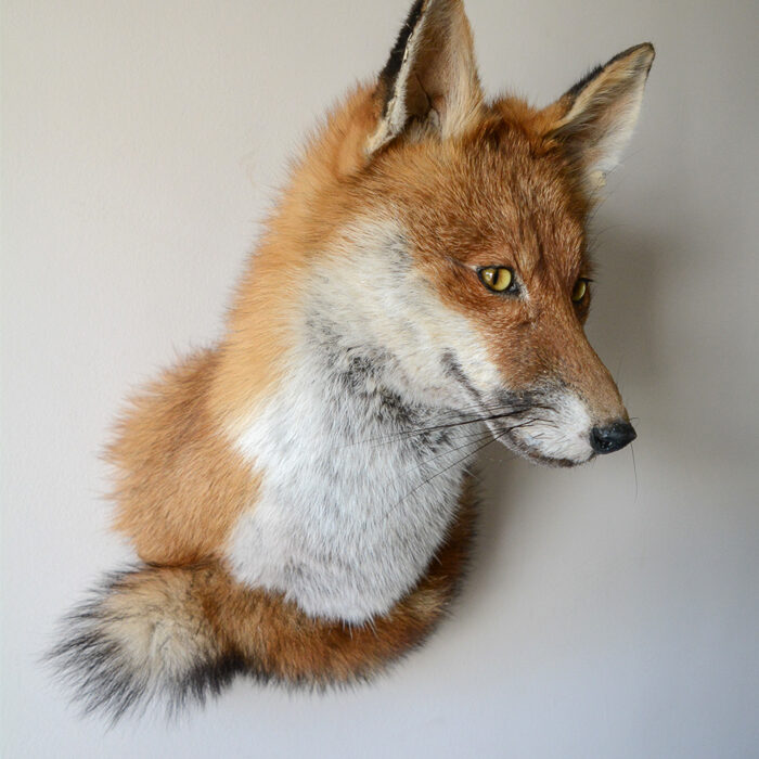 Red Fox Taxidermy (Vulpes vulpes) Wall mount