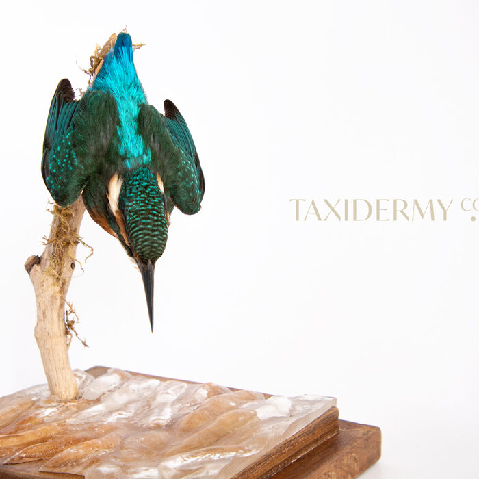 stuffed kingfisher taxidermy