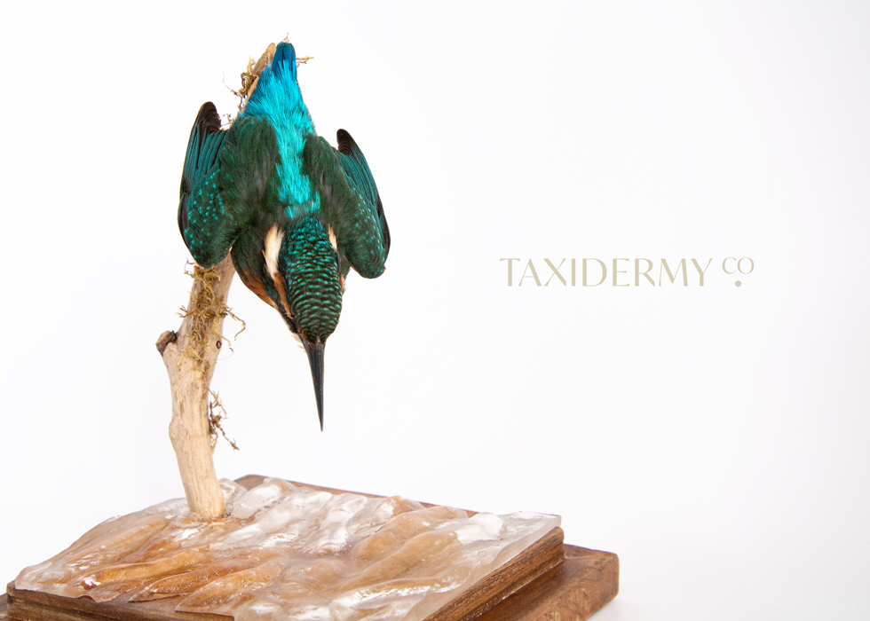Taxidermy Common Kingfisher (alcedo attis)