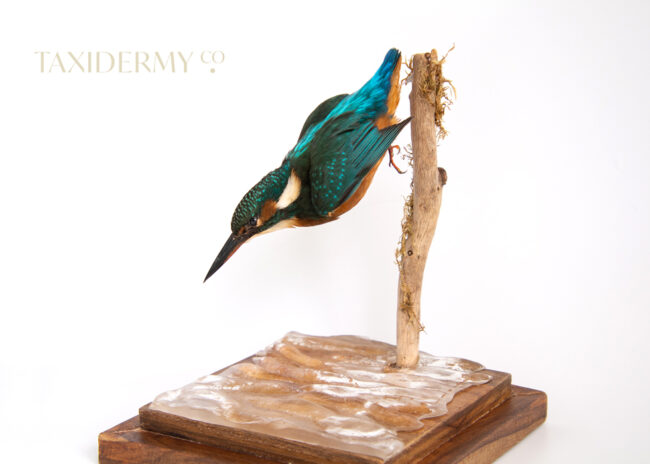 Diving taxidermy Common Kingfisher (alcedo attis) For Sale