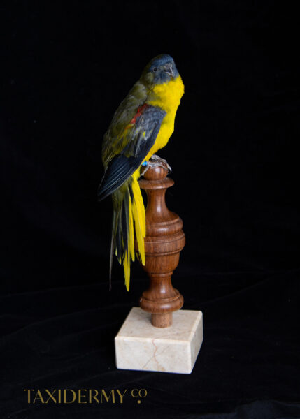 Ethical Taxidermy Parrot For Sale